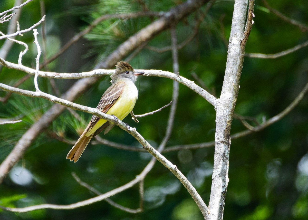 Great Crested Flycatcher - ML619404425