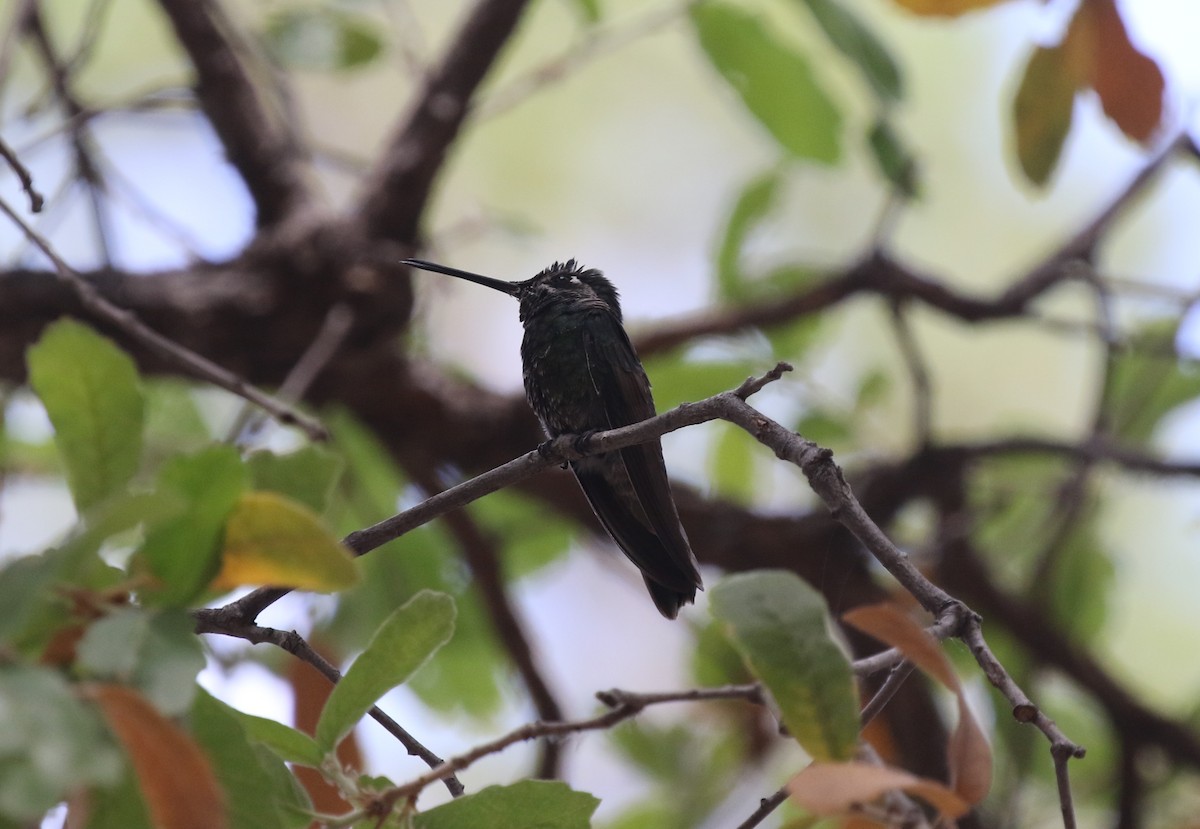 Rivoli's Hummingbird - ML619404453
