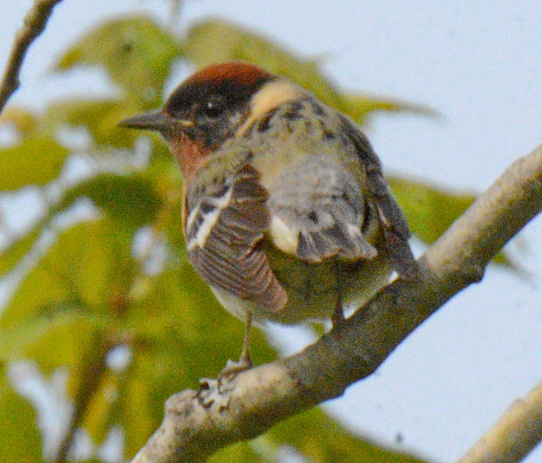 Bay-breasted Warbler - ML619404459