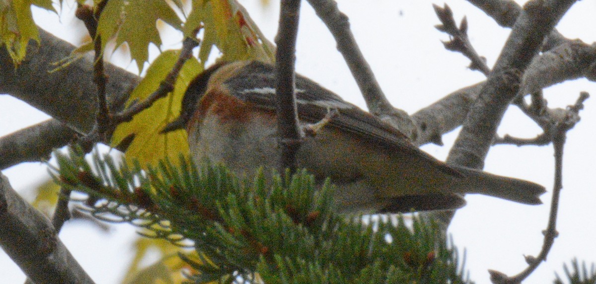 Bay-breasted Warbler - ML619404462