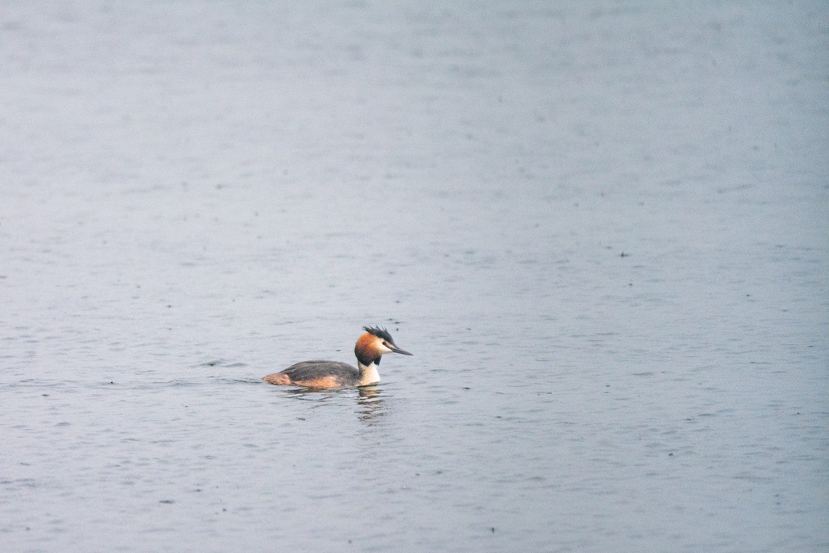 Great Crested Grebe - ML619404485