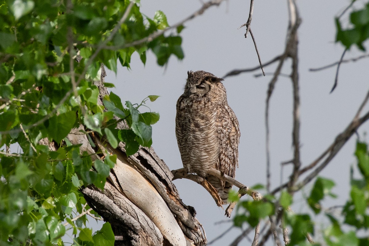 Great Horned Owl - ML619404486