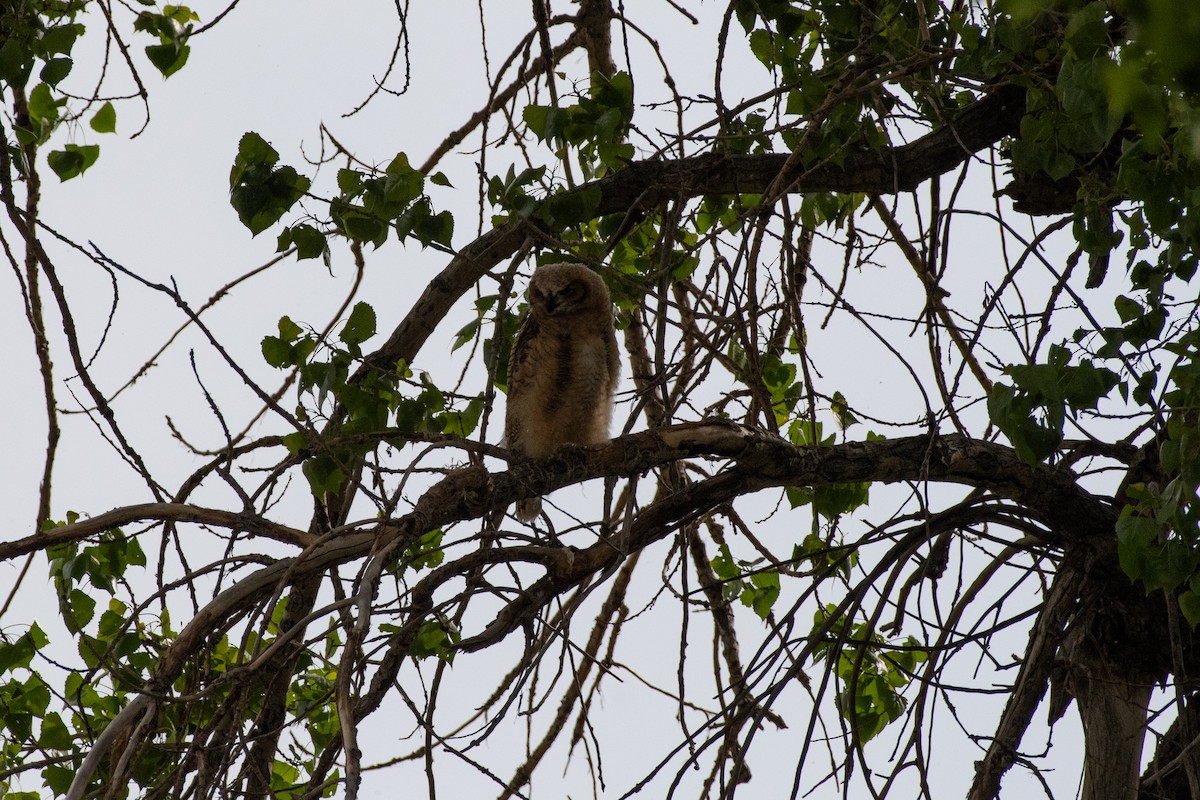 Great Horned Owl - ML619404488