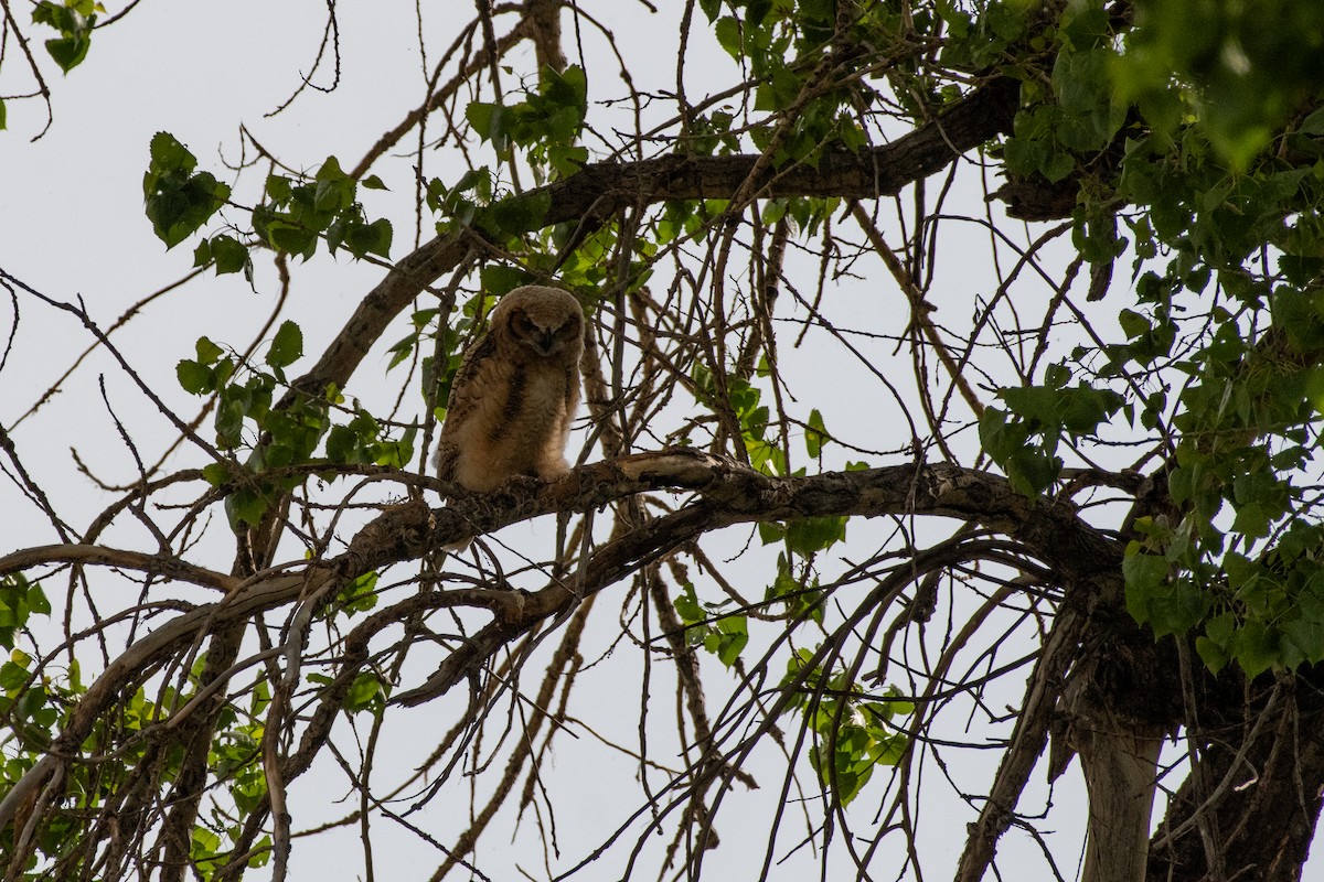 Great Horned Owl - ML619404492