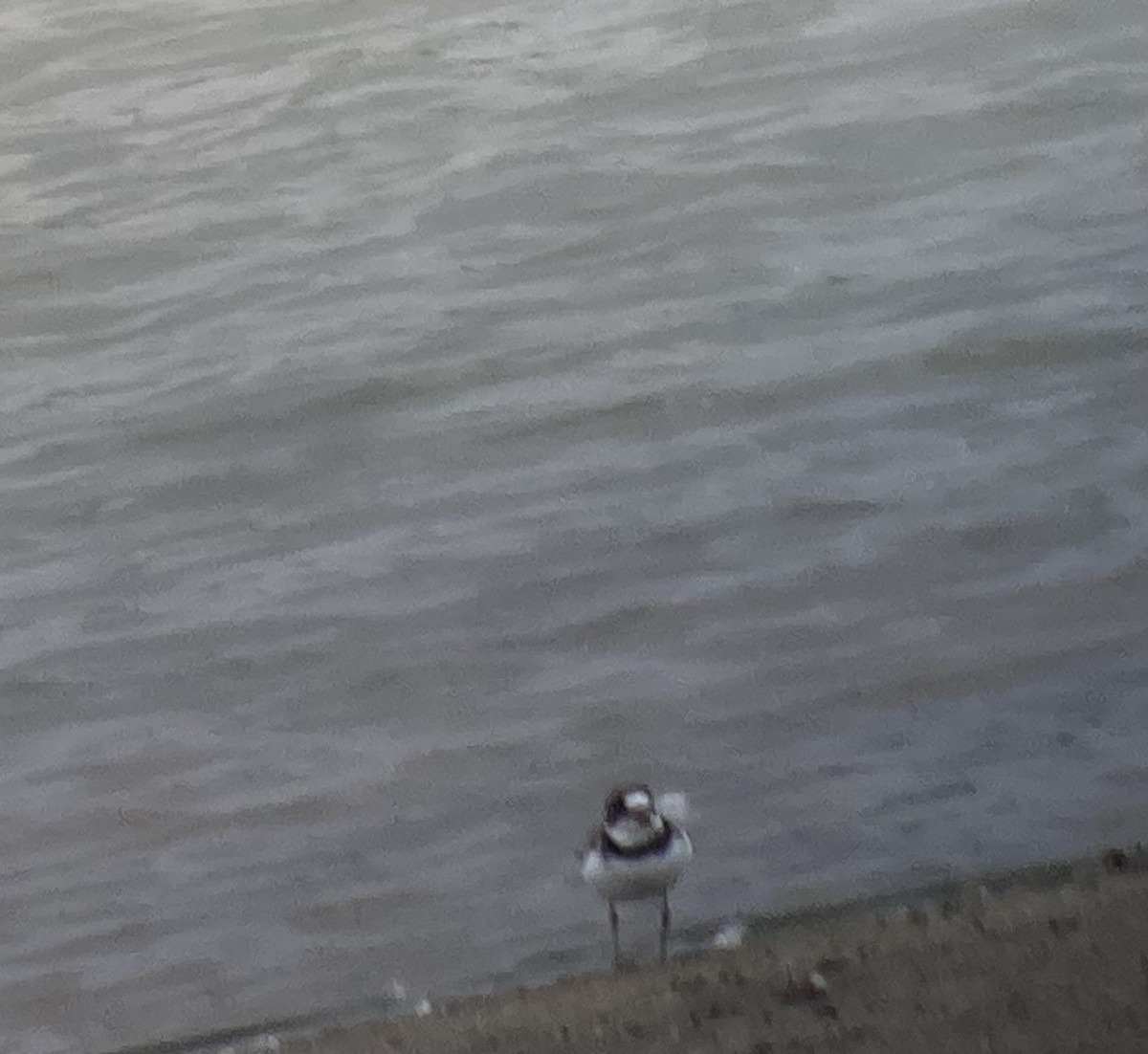 Semipalmated Plover - ML619404497