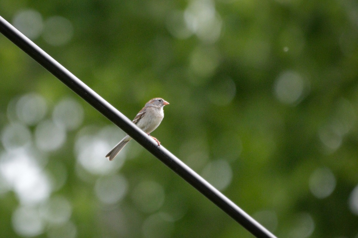 Field Sparrow - ML619404513