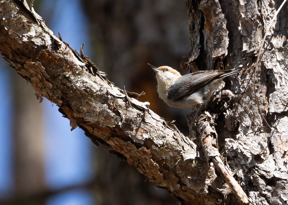 Brown-headed Nuthatch - ML619404579