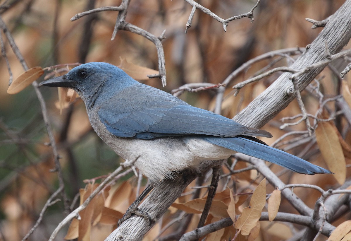 Mexican Jay - ML619404594