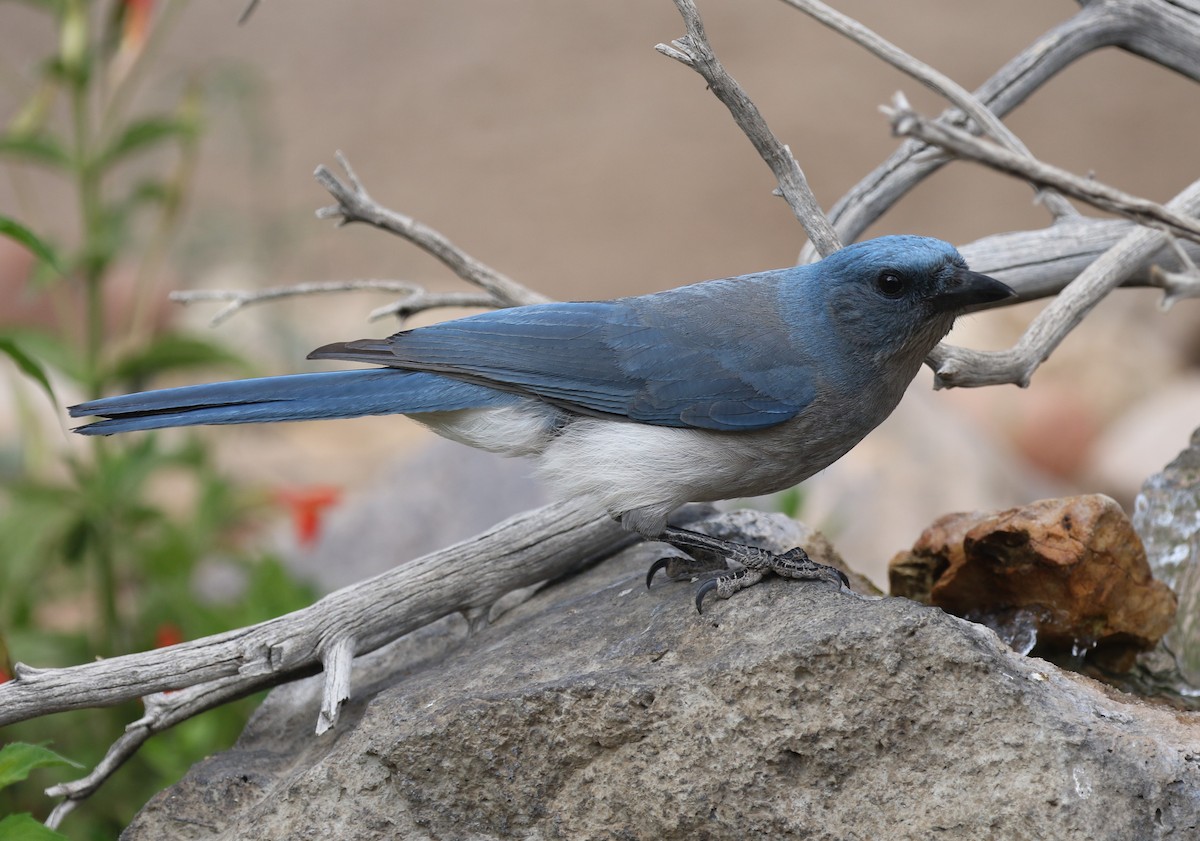 Mexican Jay - ML619404602