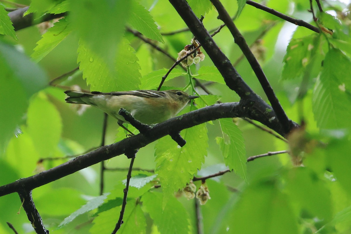Bay-breasted Warbler - ML619404603