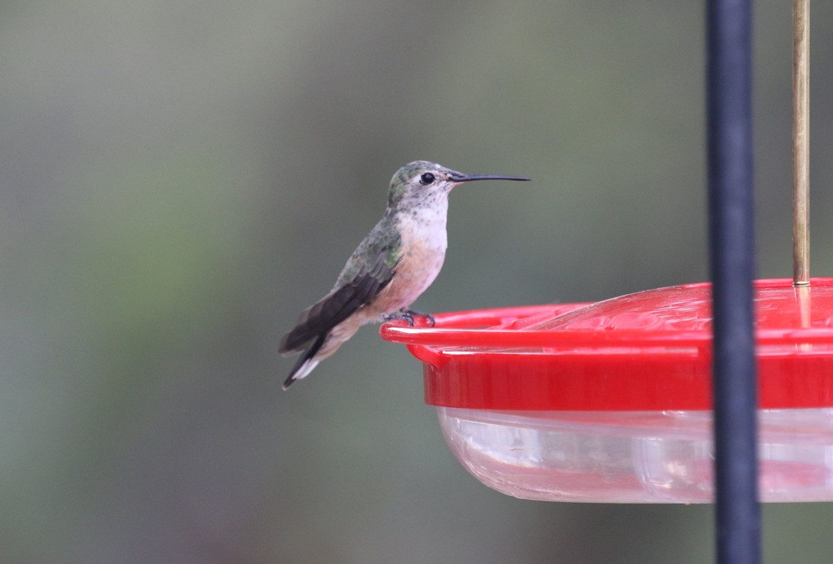Broad-tailed Hummingbird - ML619404610