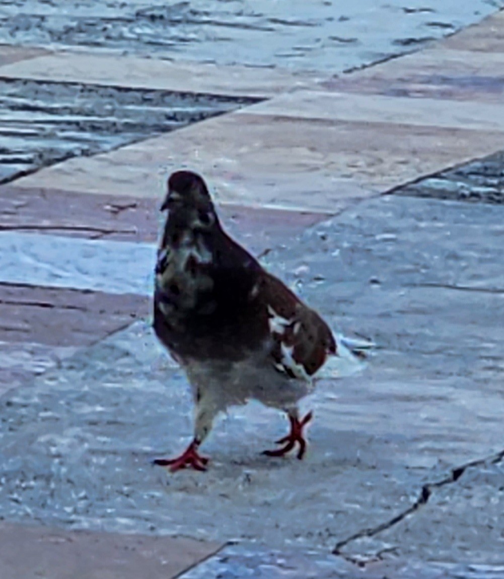 Rock Pigeon (Feral Pigeon) - ML619404612