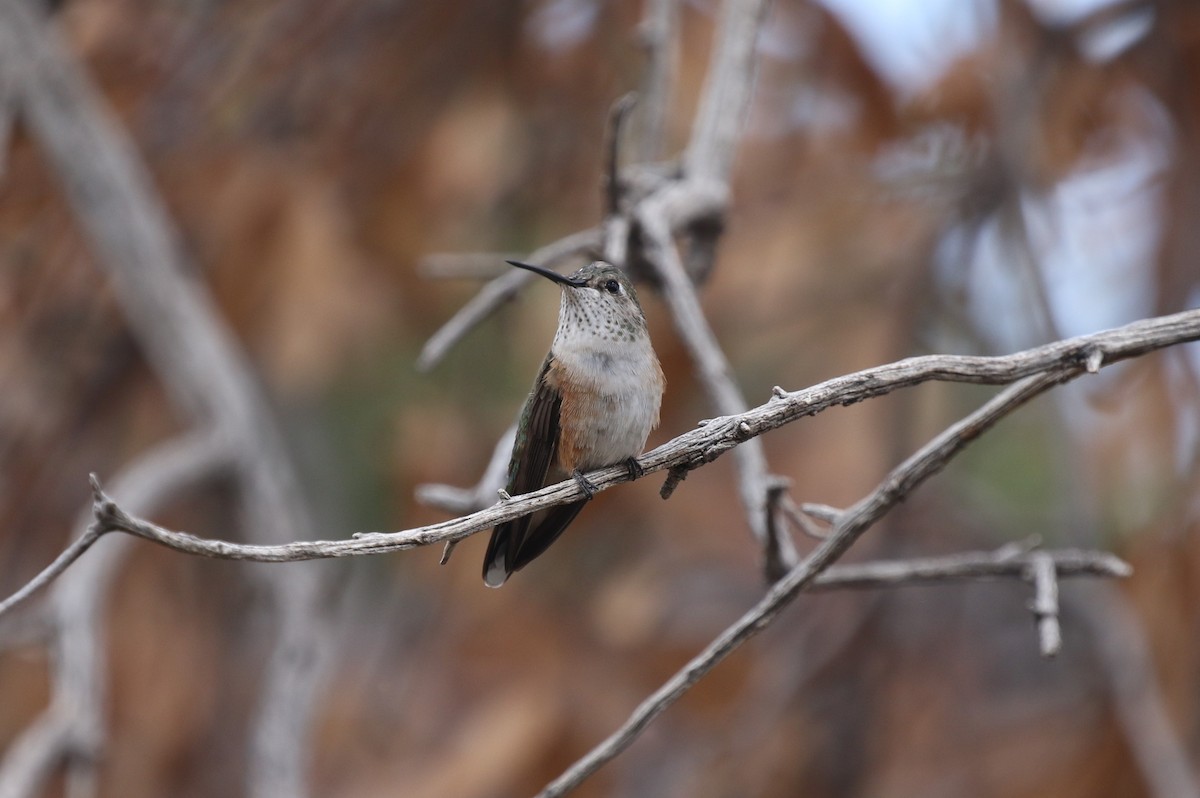 Broad-tailed Hummingbird - ML619404623
