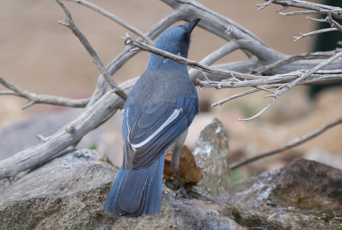 Mexican Jay - ML619404652