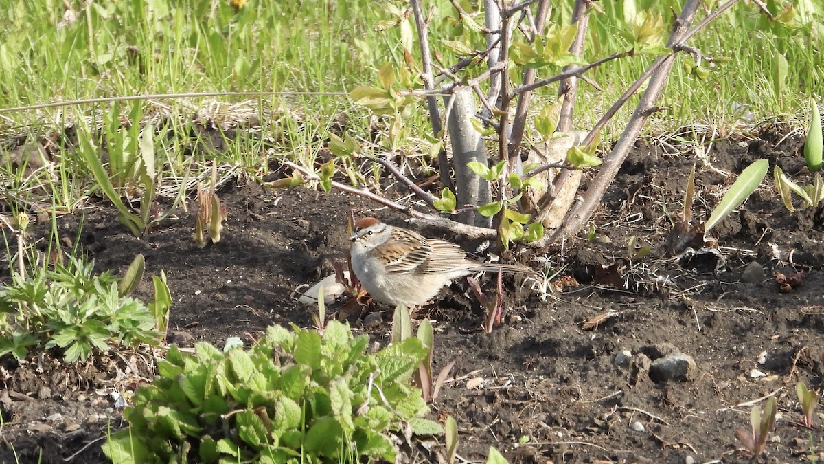 Chipping Sparrow - ML619404654