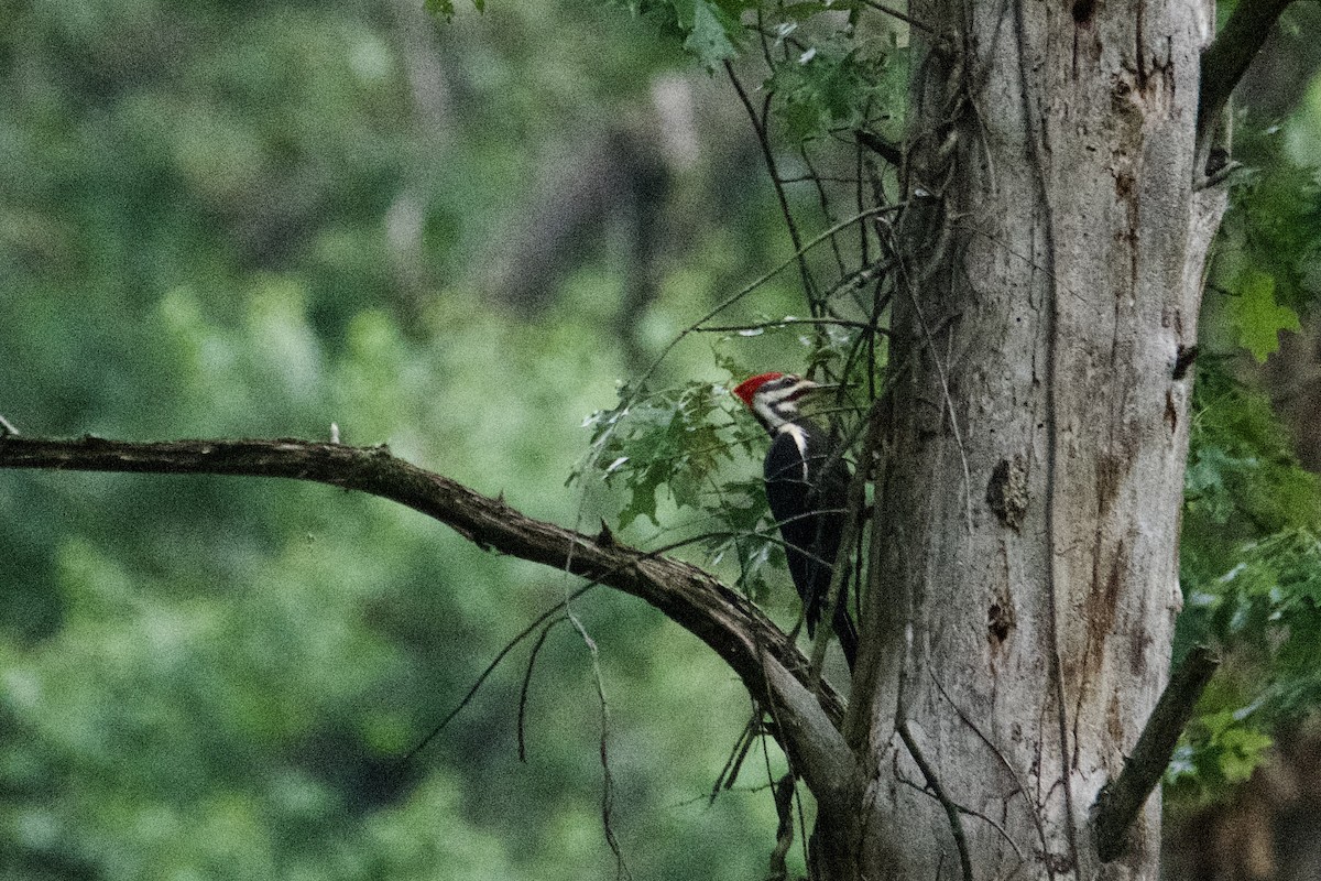 Pileated Woodpecker - ML619404739