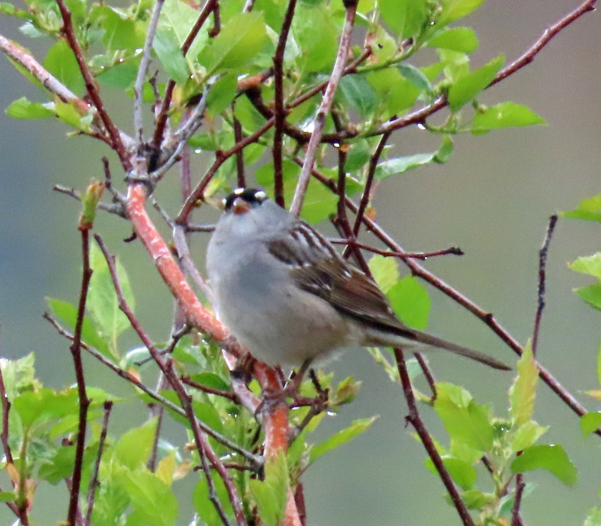 White-crowned Sparrow (oriantha) - ML619404761