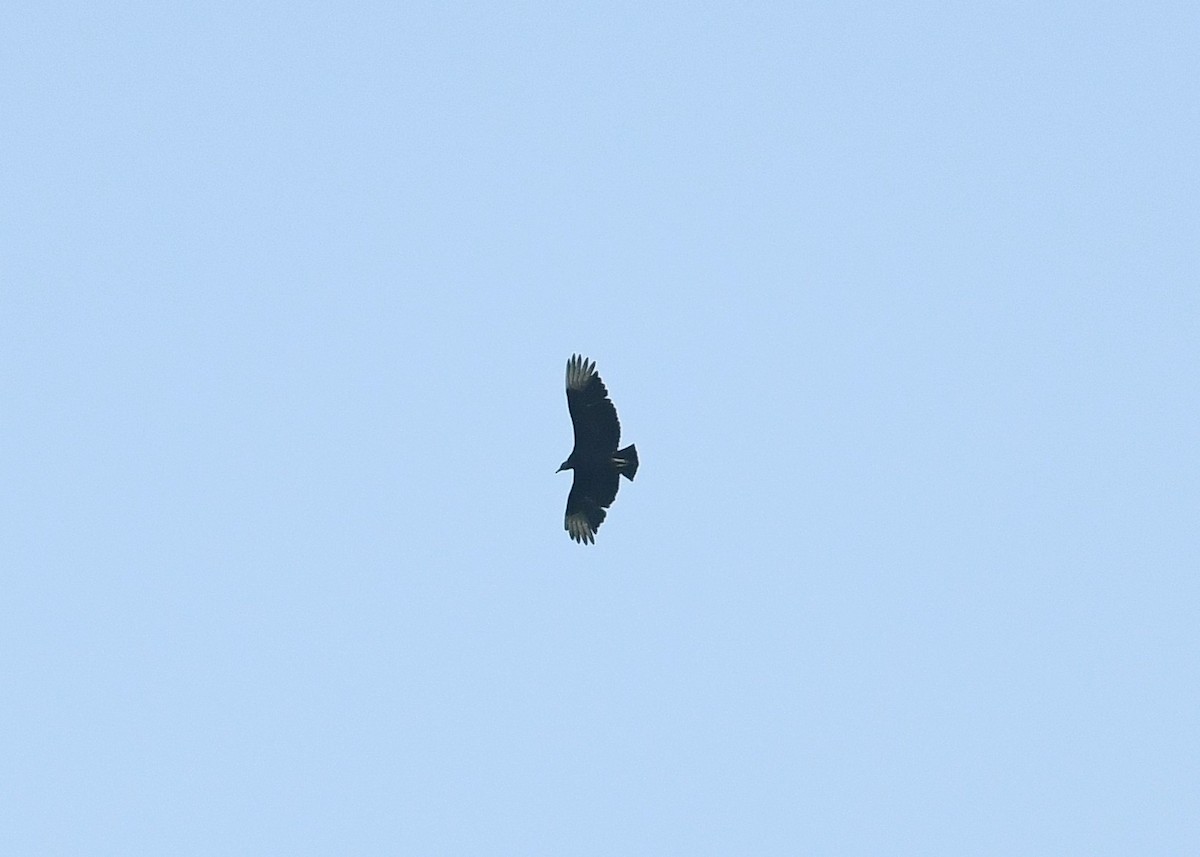 Black Vulture - ML619404886