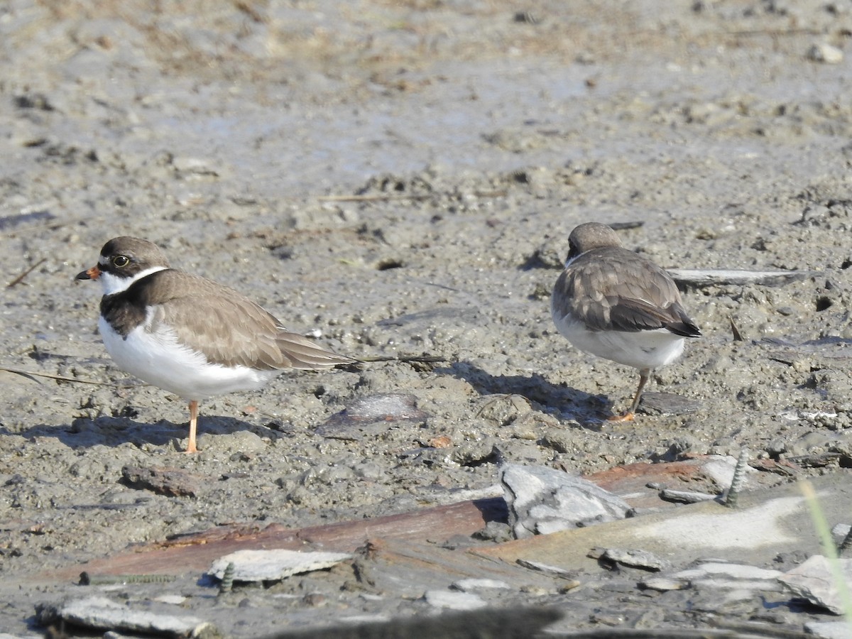 Semipalmated Plover - ML619404914