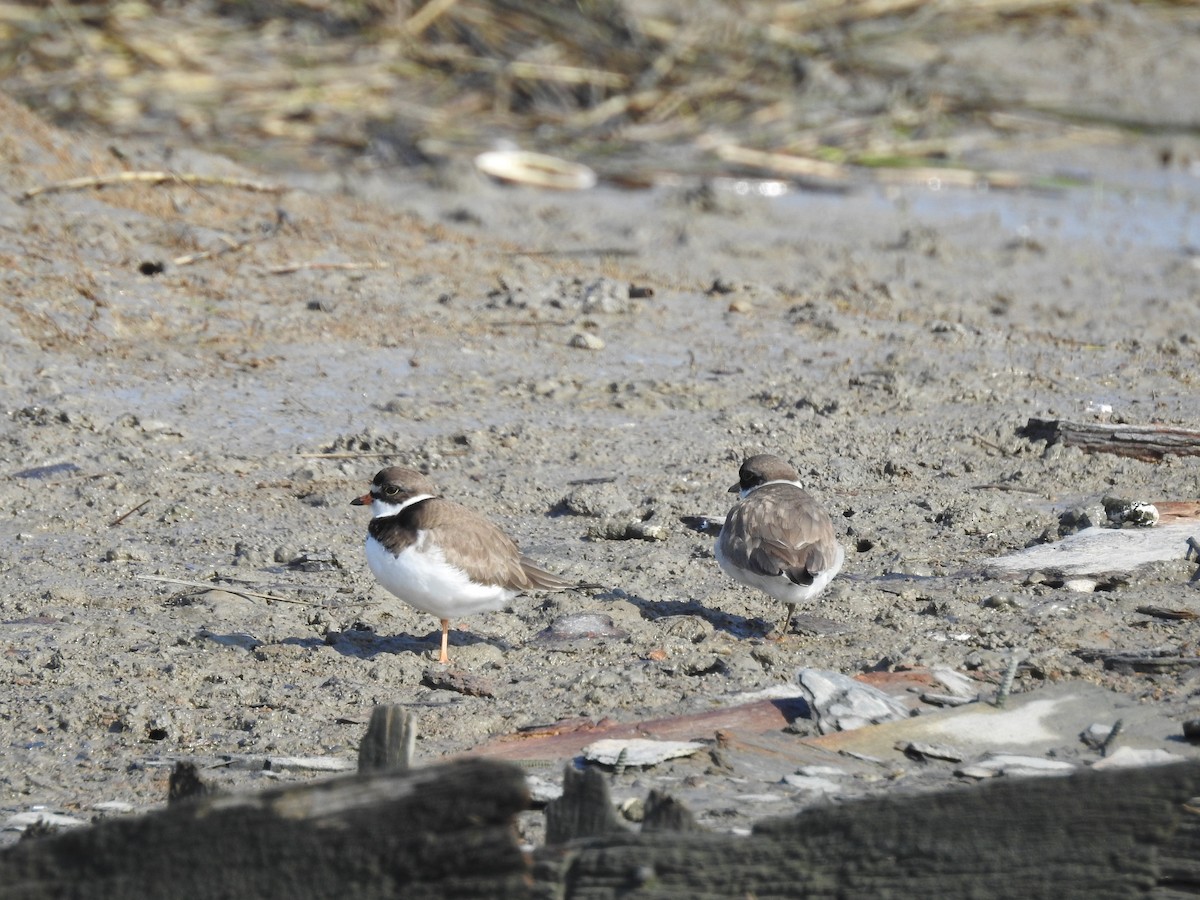 Semipalmated Plover - ML619404915