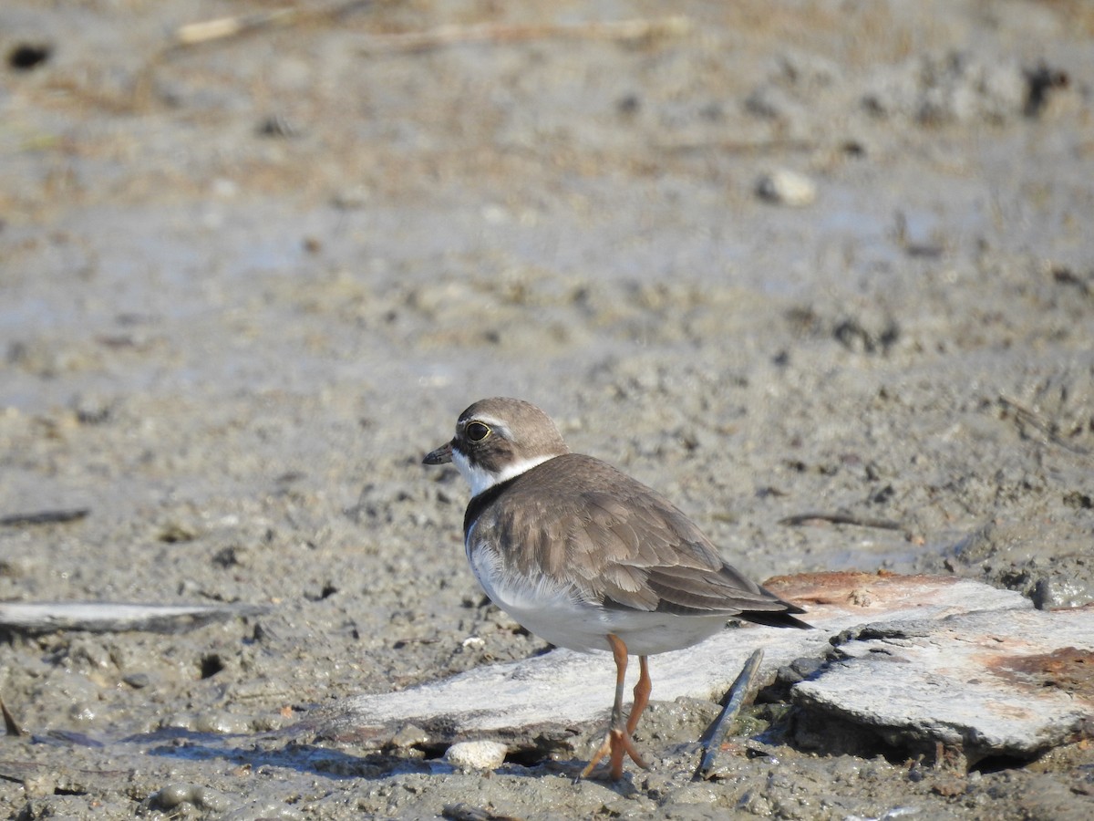 Semipalmated Plover - ML619404916