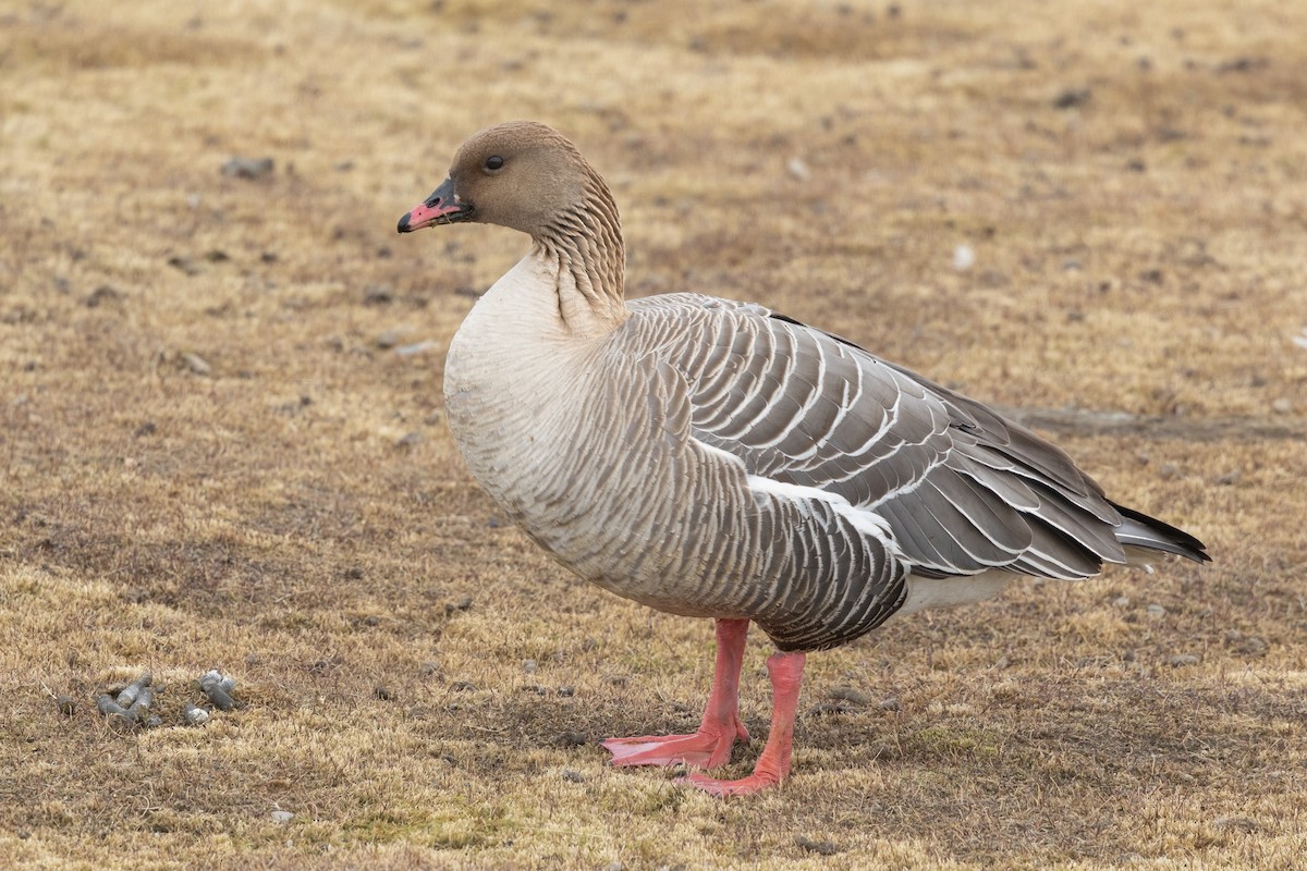 Pink-footed Goose - ML619404919