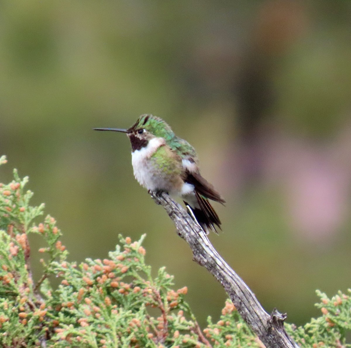 Broad-tailed Hummingbird - ML619404932