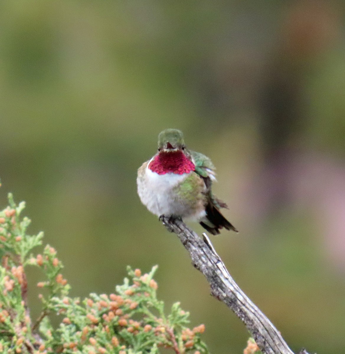 Broad-tailed Hummingbird - ML619404933
