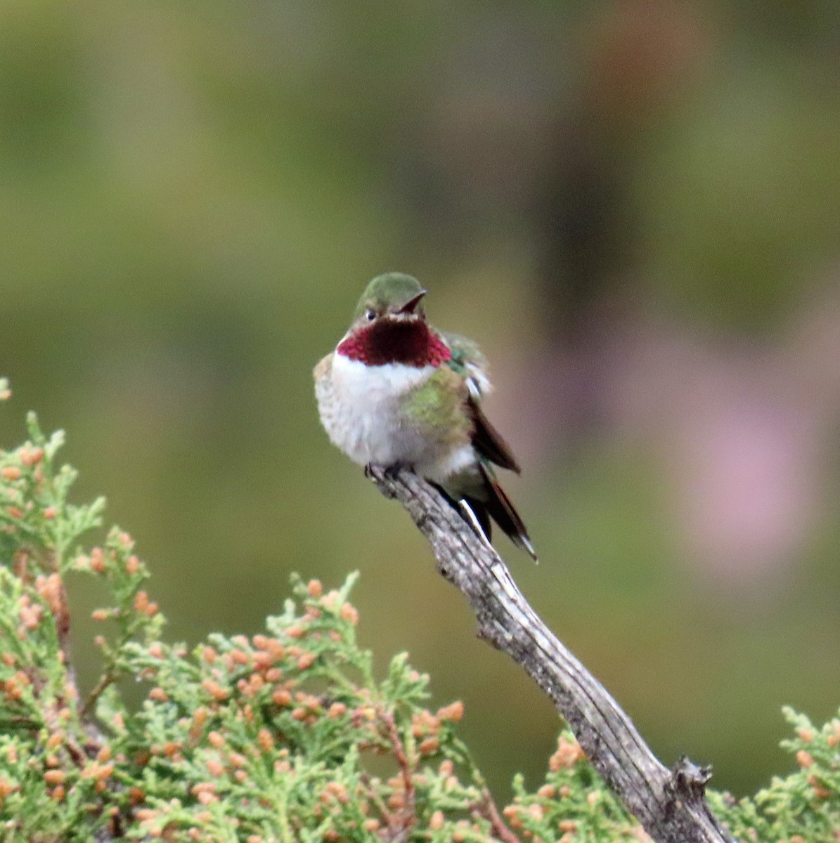 Broad-tailed Hummingbird - ML619404934