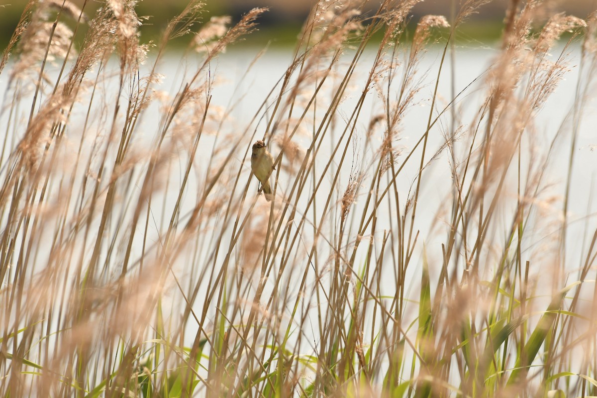 Common Reed Warbler - ML619404951