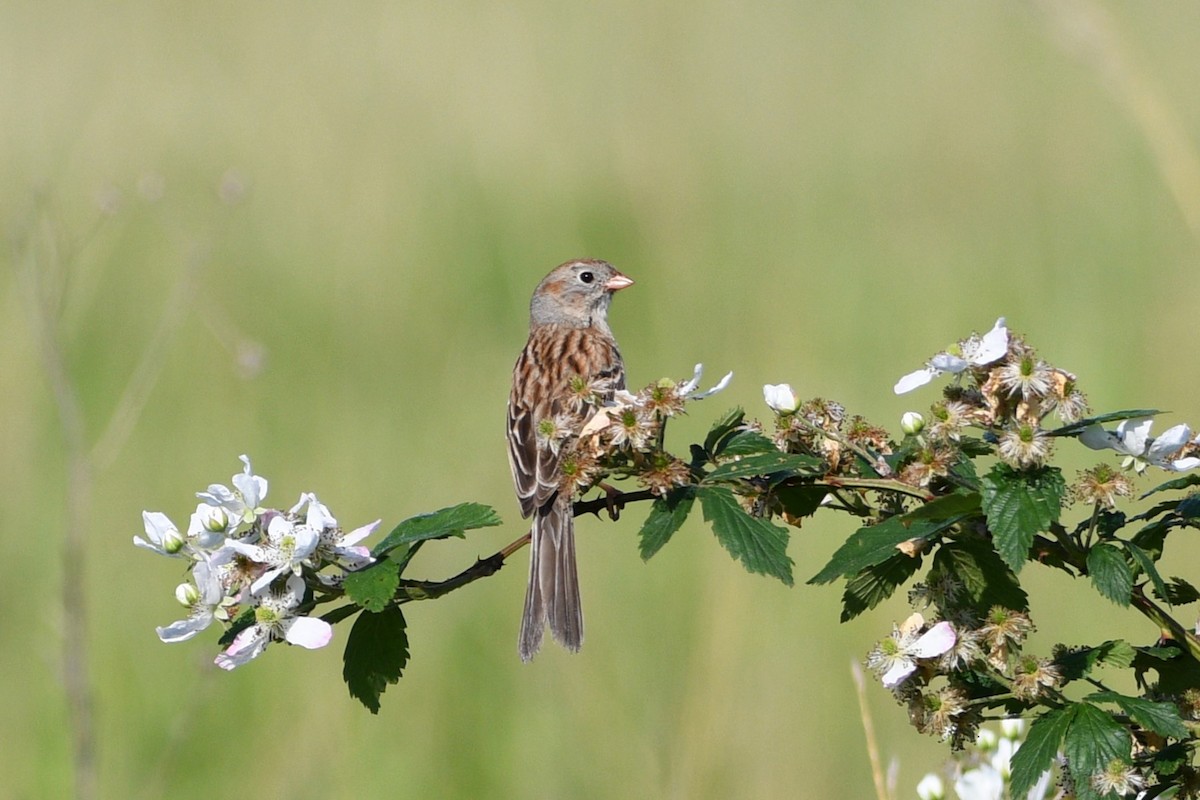 Field Sparrow - ML619404957