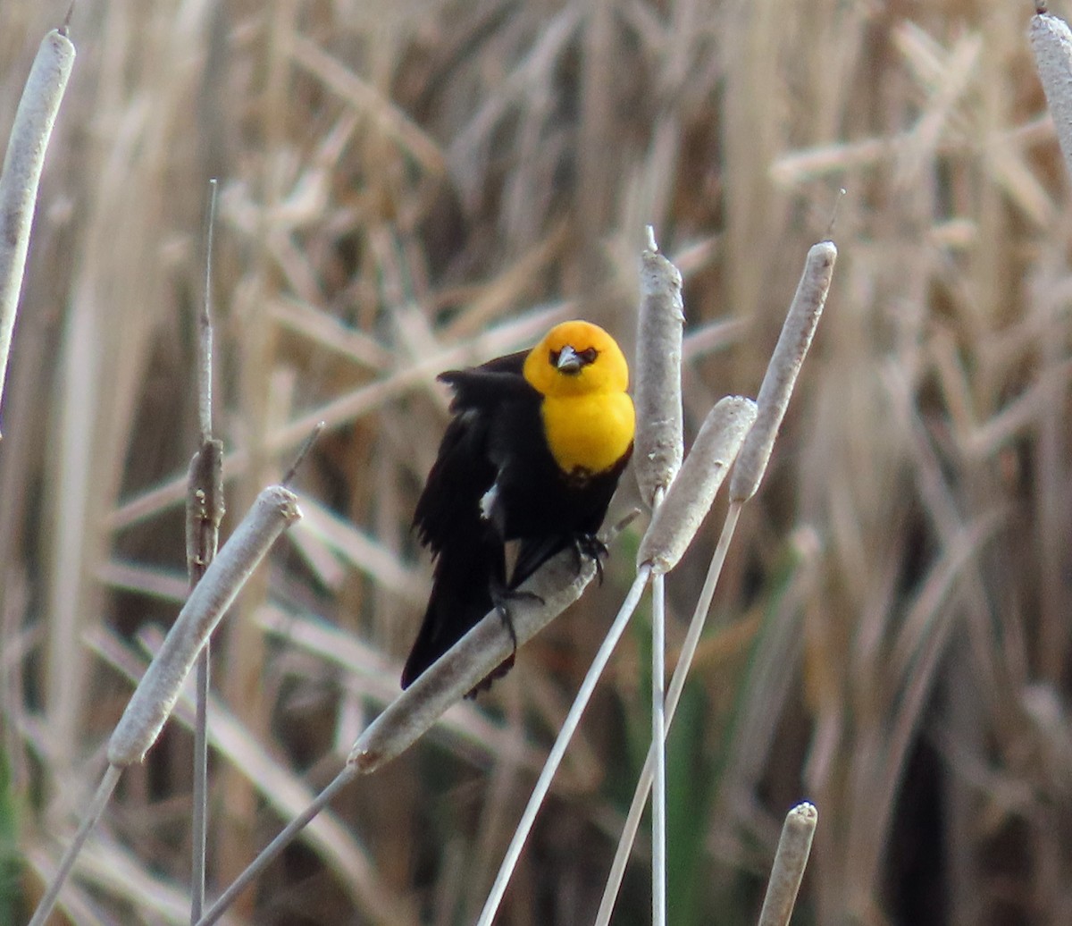 Yellow-headed Blackbird - ML619405013