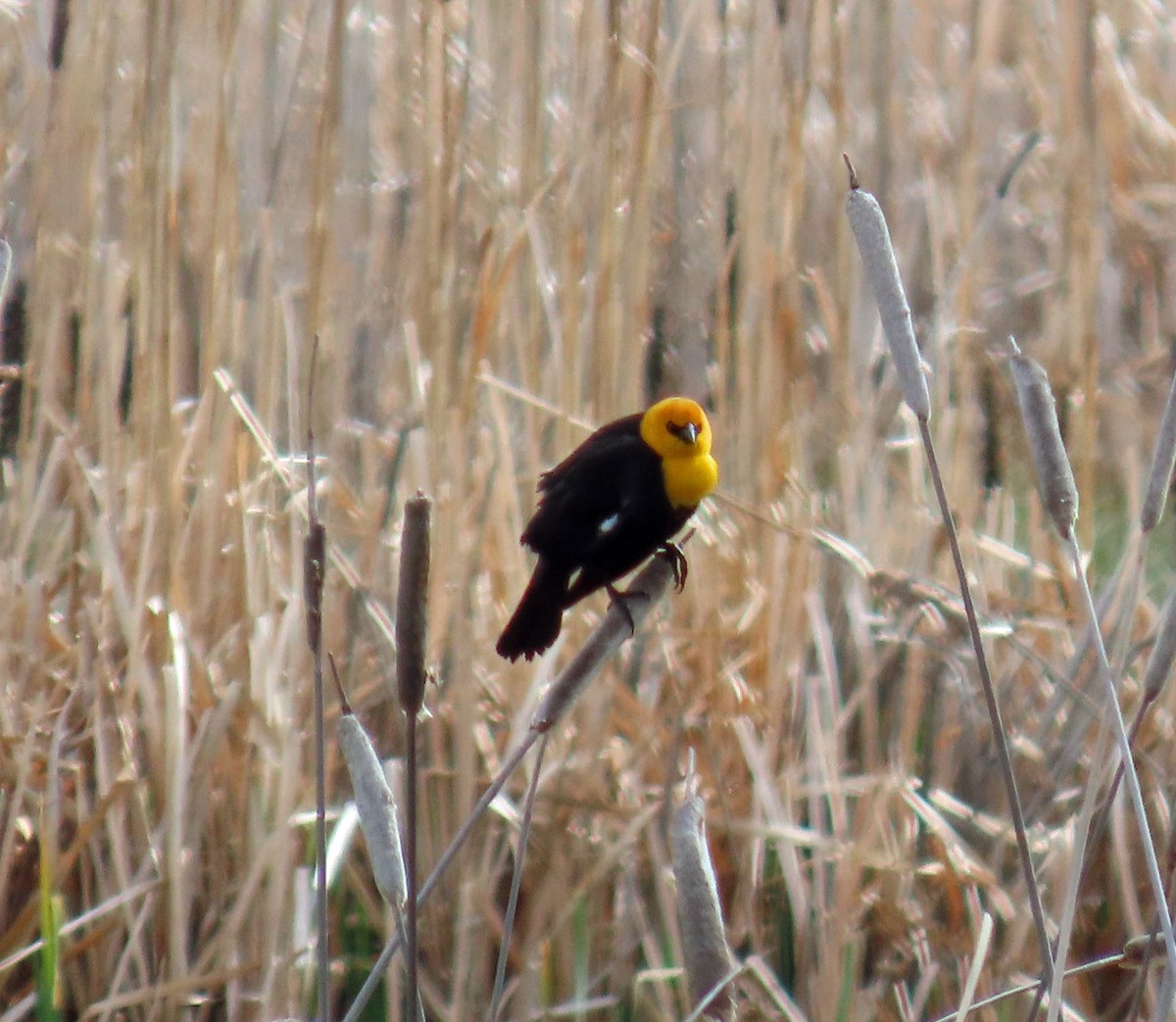 Yellow-headed Blackbird - ML619405015