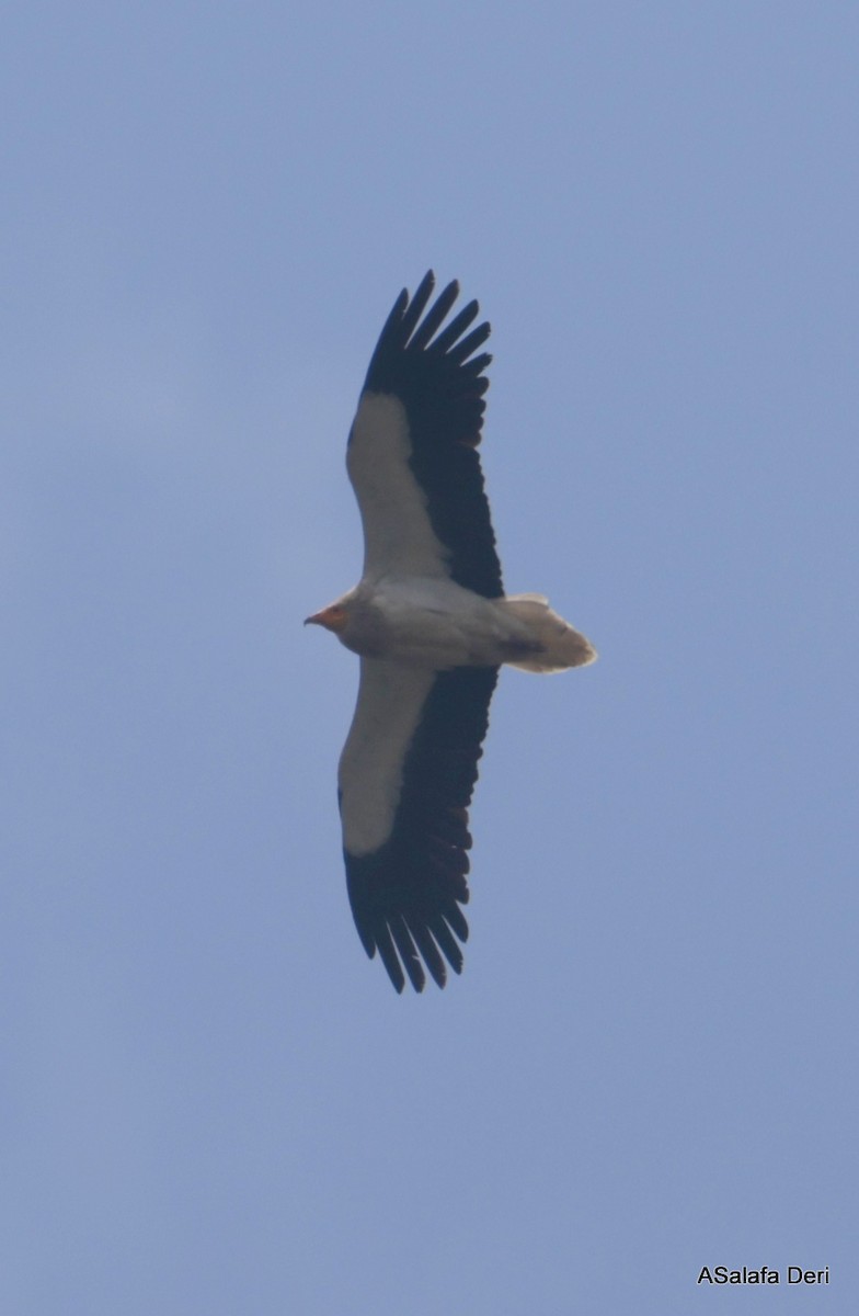 Egyptian Vulture - ML619405043