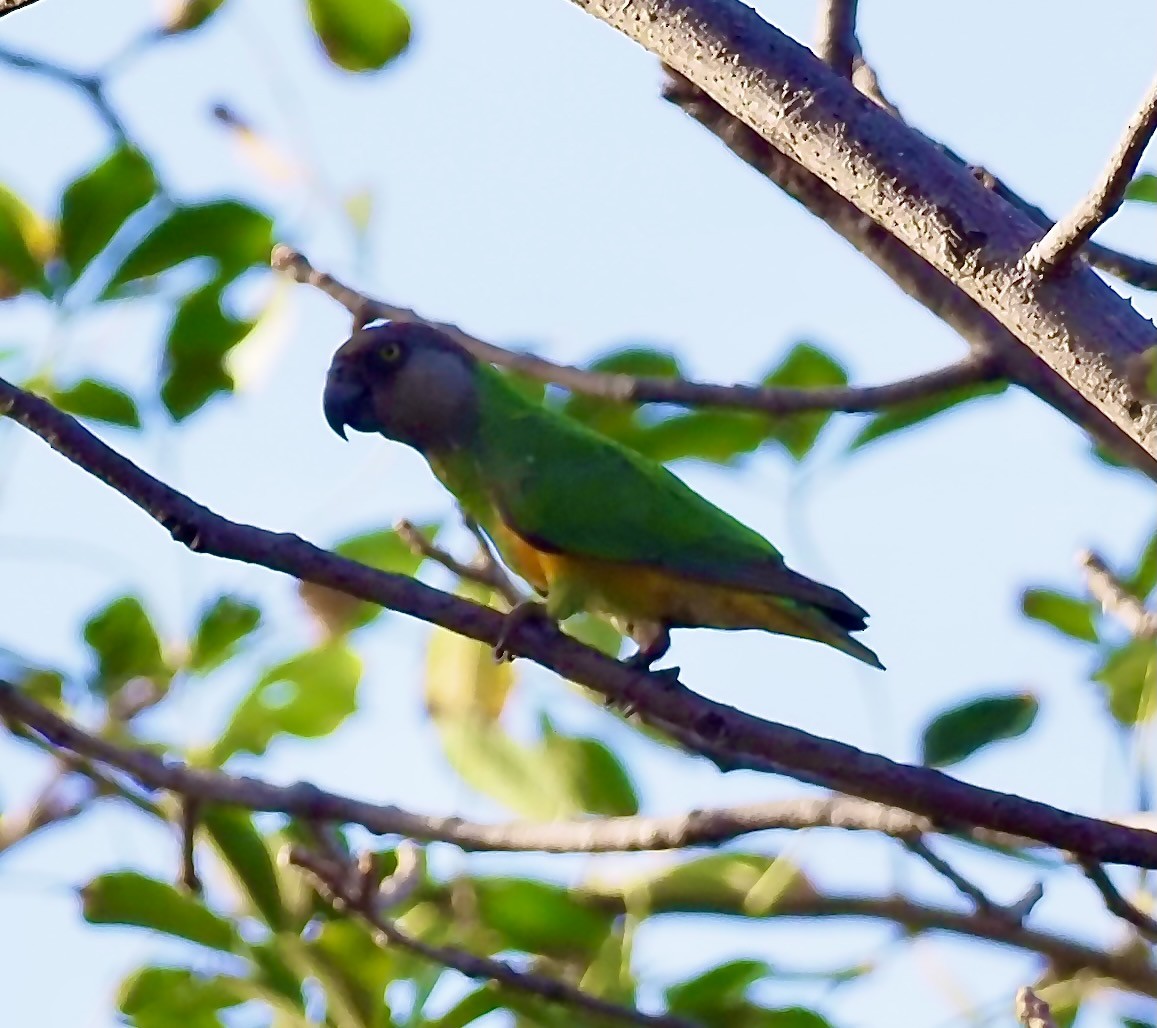 Senegal Parrot - ML619405066
