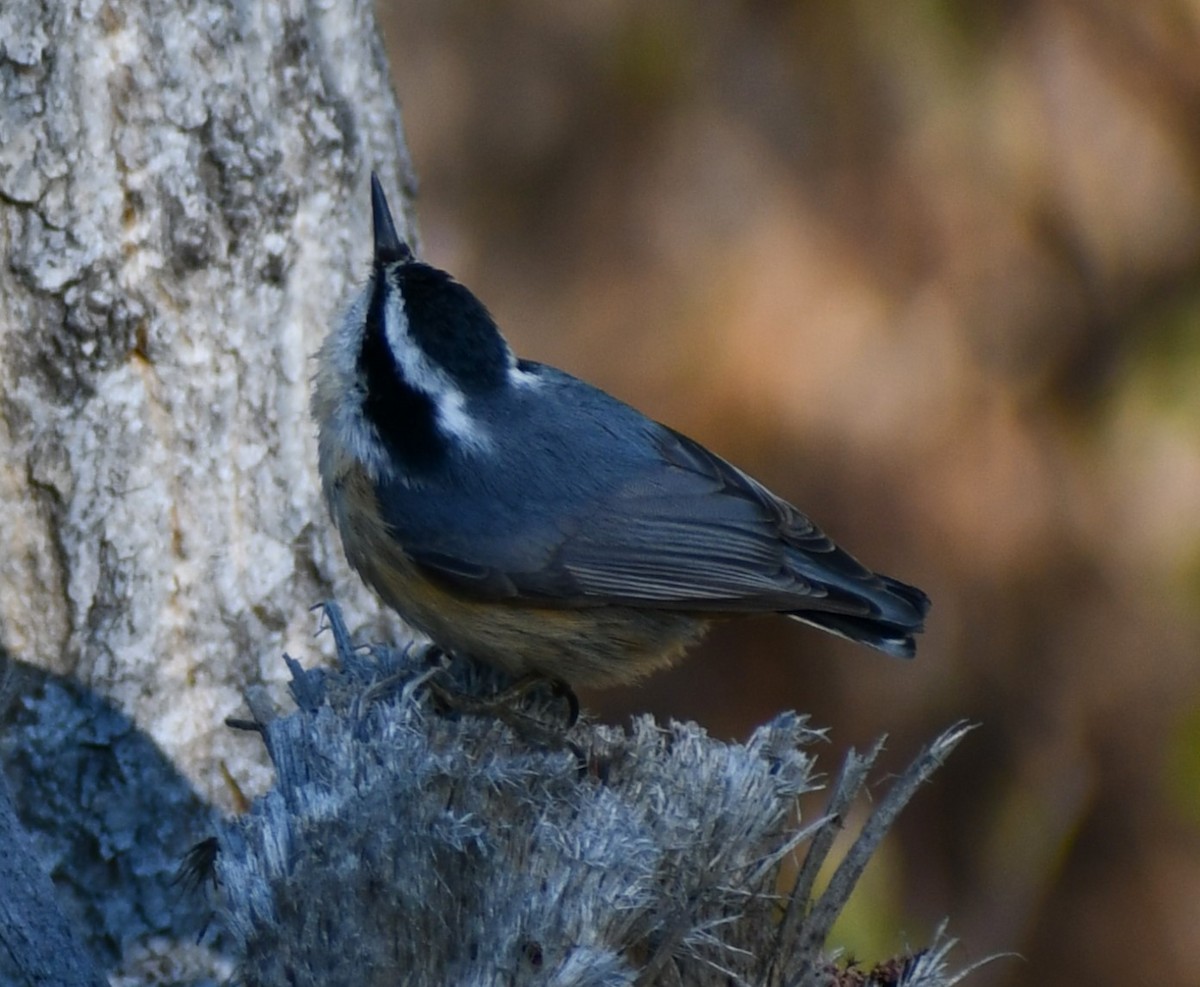 Red-breasted Nuthatch - ML619405095