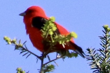 Scarlet Tanager - ML619405125