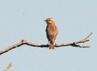 Whinchat - ML619405142