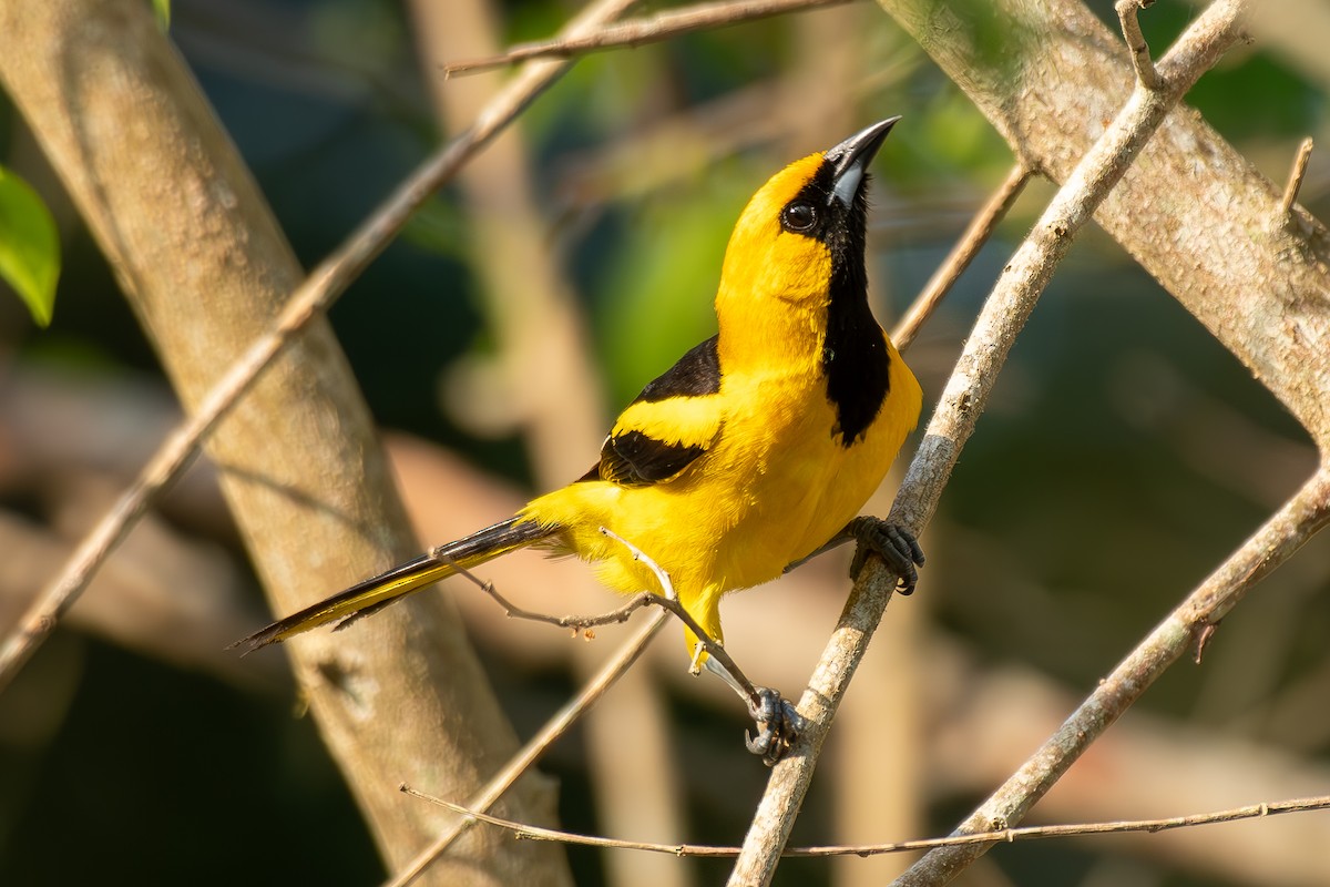 Yellow-tailed Oriole - ML619405149