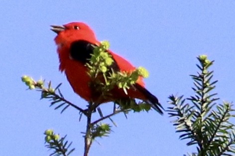 Scarlet Tanager - ML619405167