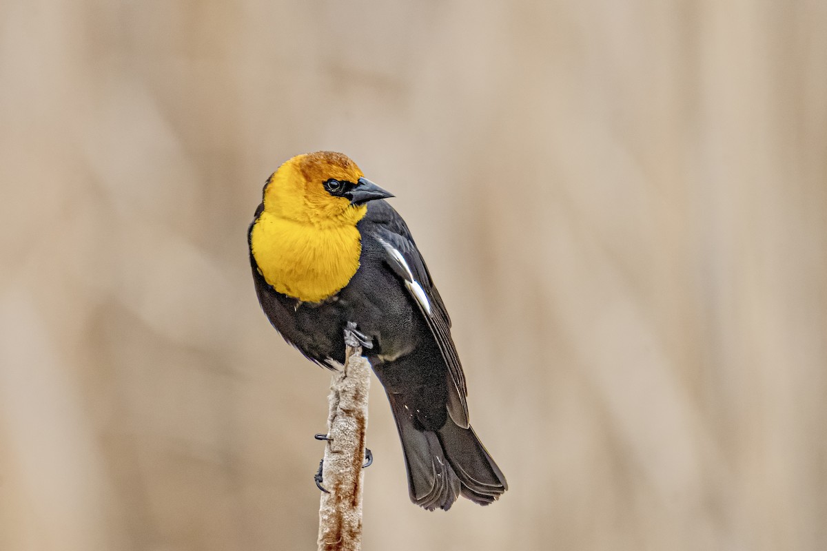 Yellow-headed Blackbird - ML619405170