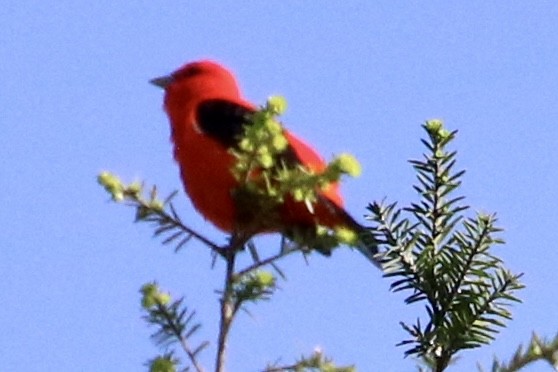 Scarlet Tanager - ML619405171
