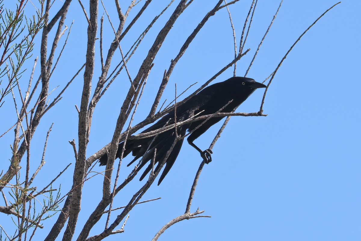 Great-tailed Grackle - ML619405180
