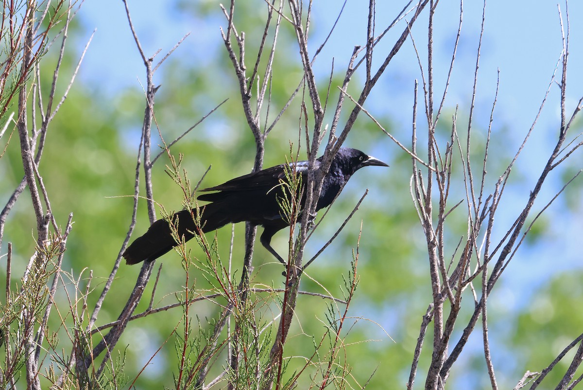 Great-tailed Grackle - ML619405181