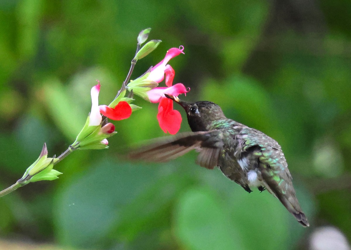 Anna's Hummingbird - ML619405193