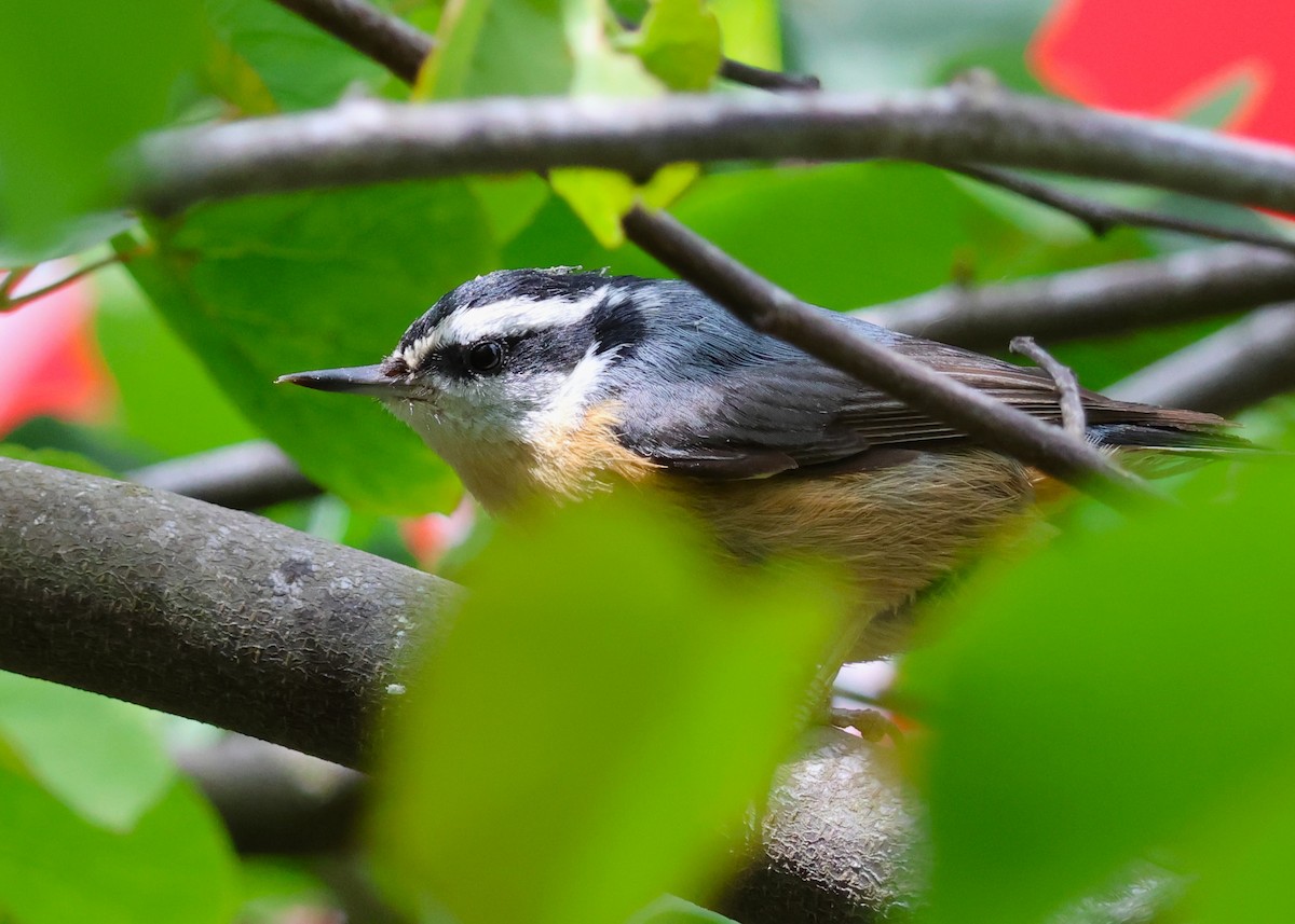 Red-breasted Nuthatch - ML619405206