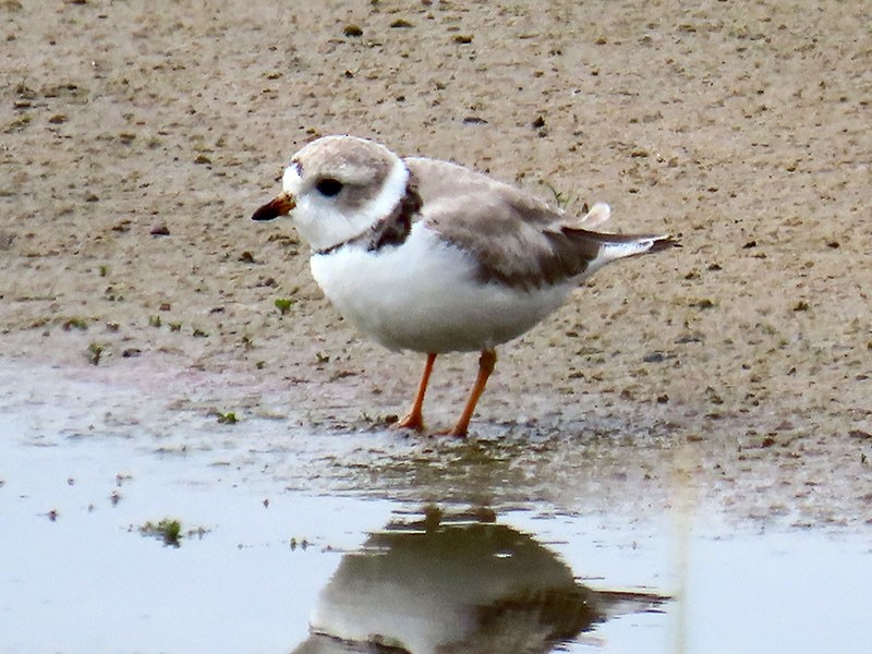 Piping Plover - ML619405256