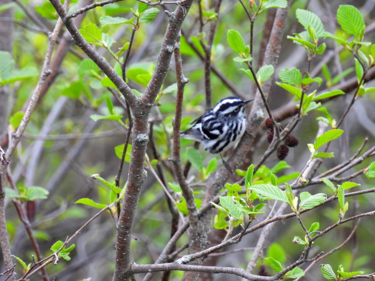 Black-and-white Warbler - ML619405260