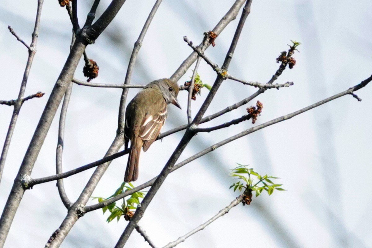 Great Crested Flycatcher - ML619405285