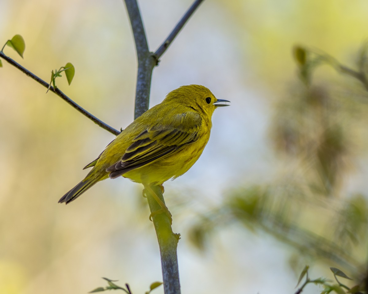 Yellow Warbler (Northern) - ML619405295